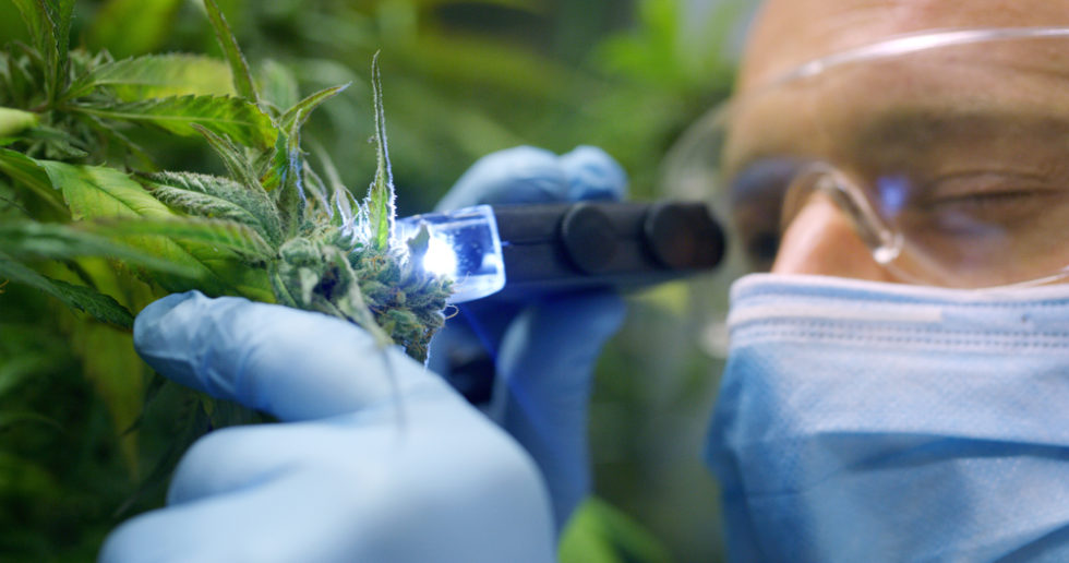 EHS Program Tips For Cannabis Industry | Frontline Blog